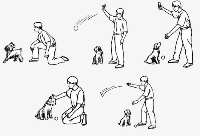 Как научить собаку команде ждать (жди), научить собаку выдержке - dogtricks.ru