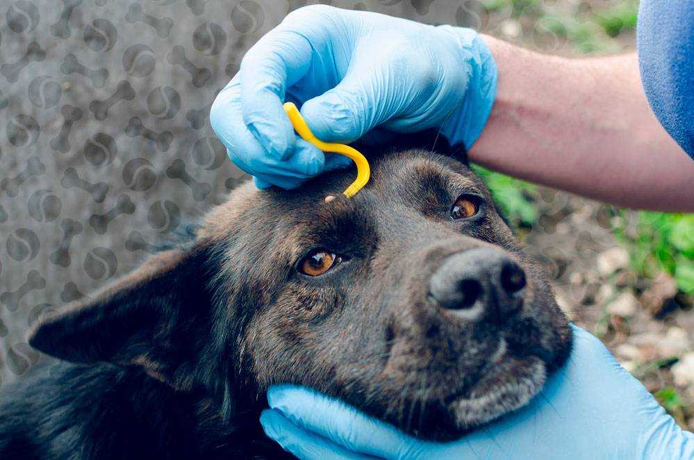 Микоплазмоз у собак: симптомы и лечение, опасность для человека