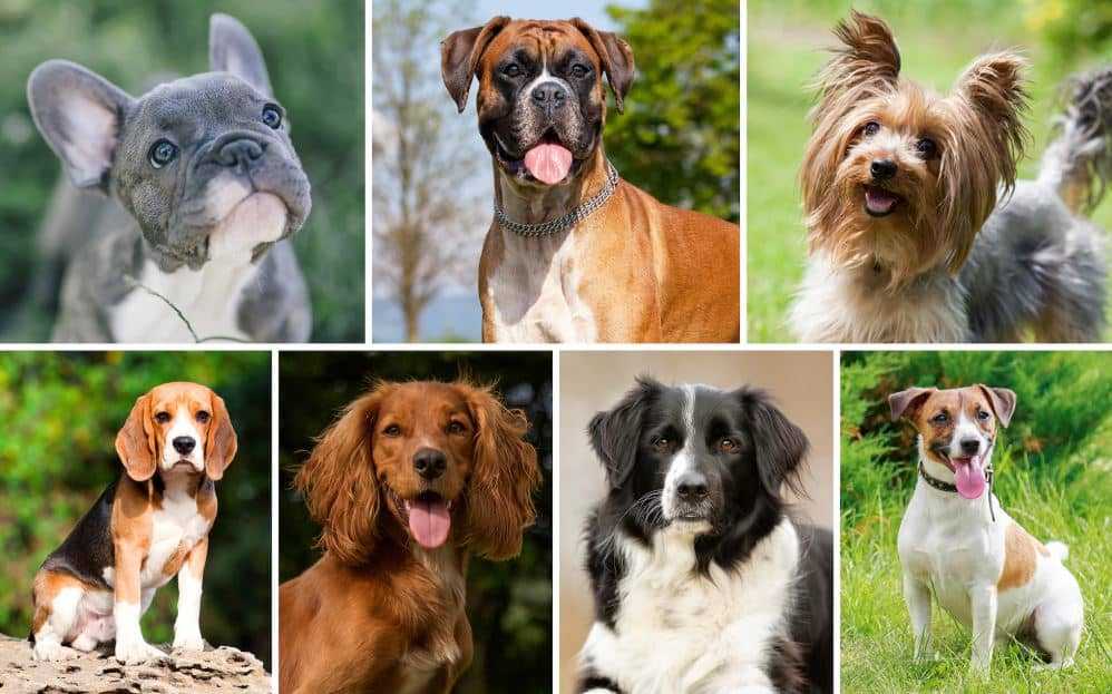 Сколько существует различных пород собак?