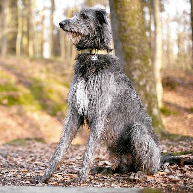 Дирхаунд (оленья борзая): описание породы собак с фото и видео