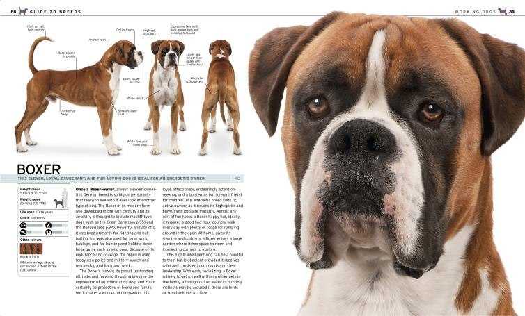 Описание породы собак пагль с отзывами владельцев и фото