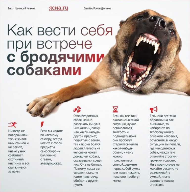 Как защититься от стаи бродячих собак? | блог ветклиники "беланта"