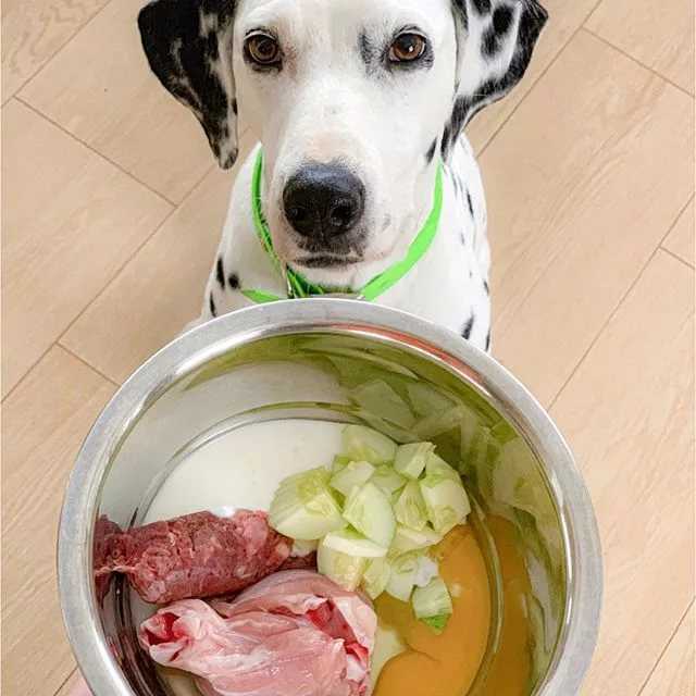 Здоровая домашняя еда для собак - как правильно кормить собаку