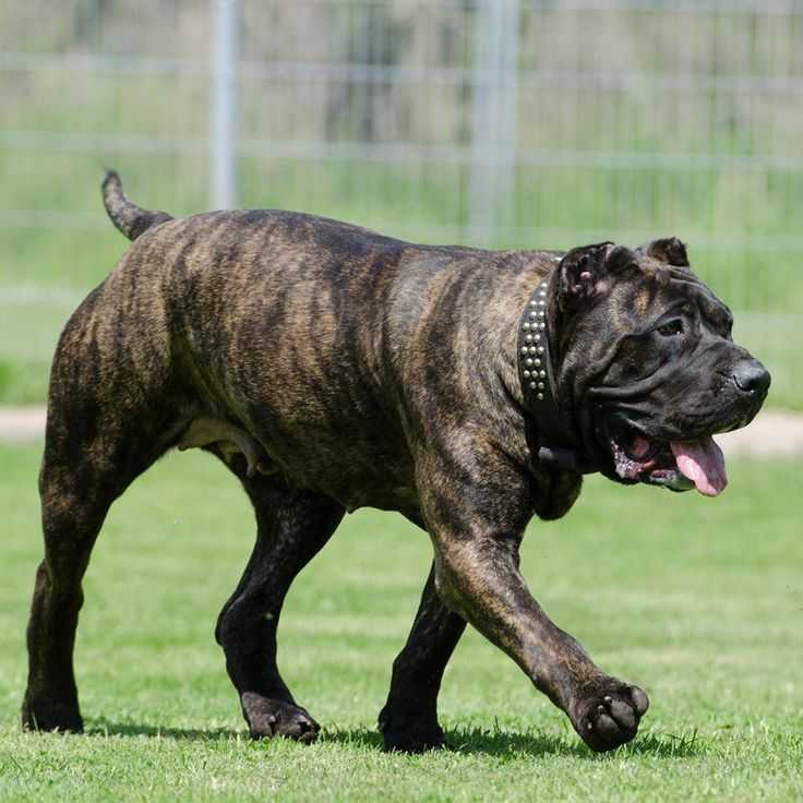 Самые сильные собаки в мире — топ-10 пород с фото и описанием