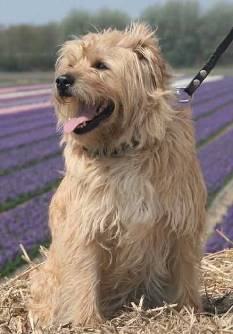 Описание породы собак голландская овчарка (хердер) с отзывами и фото