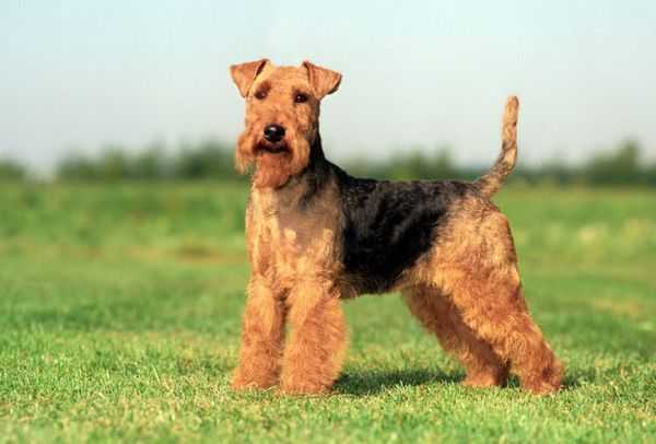 Вельштерьер (28 фото): описание породы, разновидности уэльского терьера. как дрессировать собак?
