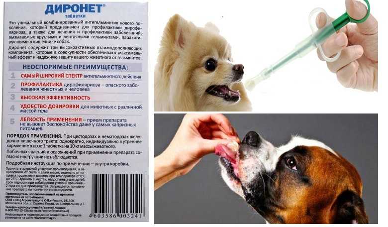 Диронет для собак: инструкция по применению, показания и побочные действия, срок хранения