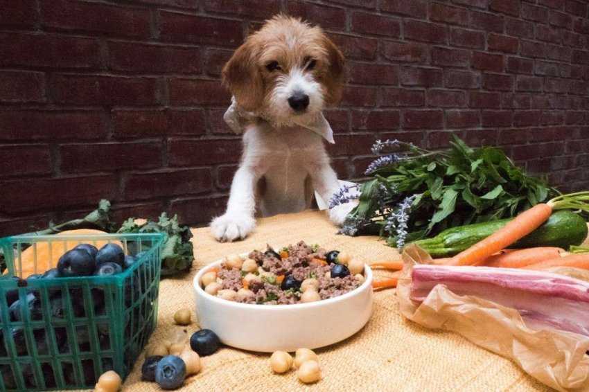Правила кормления собак, оптимальная частота приема пищи | блог ветклиники "беланта"