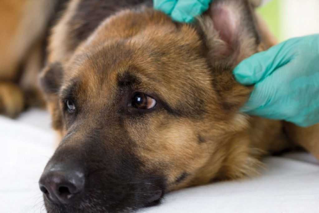 Болезни уха у собак: гематома, отит, инородное тело. симптомы и лечение | zoodom