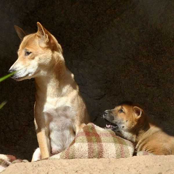 Новогвинейская поющая собака — знакомства домашних животных