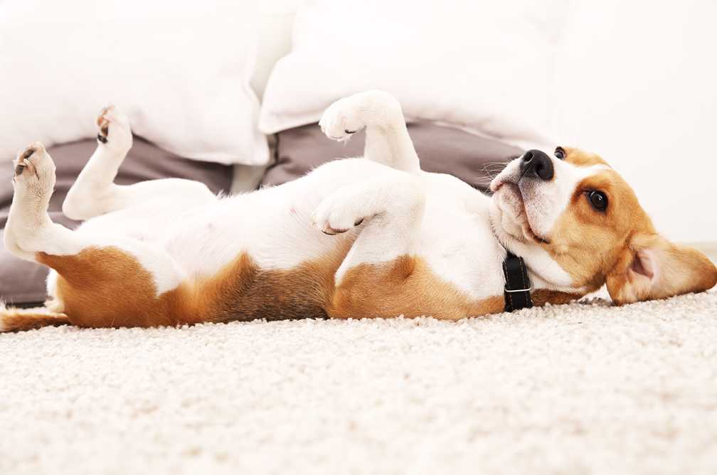 Почему важно отучить собаку спать на вашей кровати, и что будет, если этого не сделать?