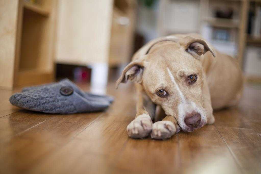 Стресс у собаки: симптомы и способы снятия