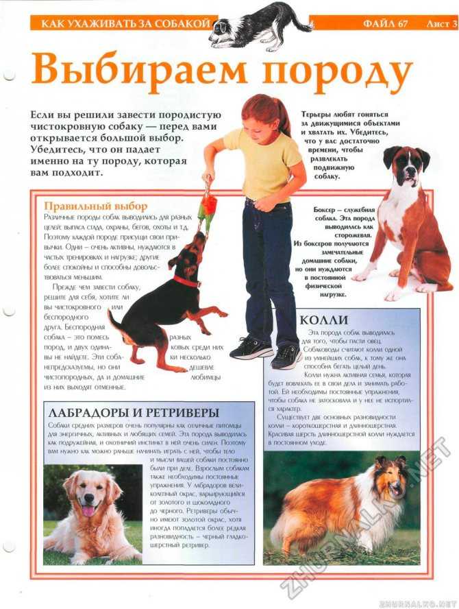 Журнал про собак — все о породах, уходе, воспитании, дрессировке