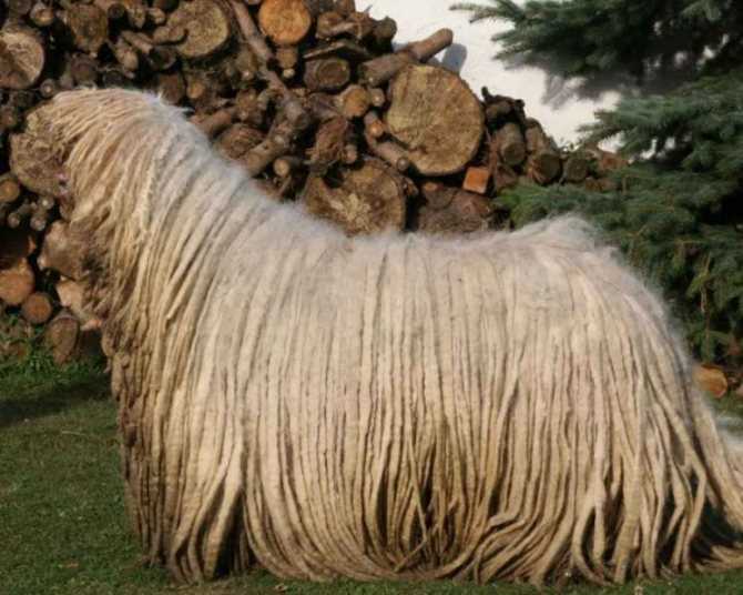 Бергамаско (бергамская овчарка)