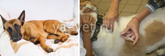 Аденовироз у собак: причины, симптомы, диагностика, лечение, осложнения | блог ветклиники "беланта"