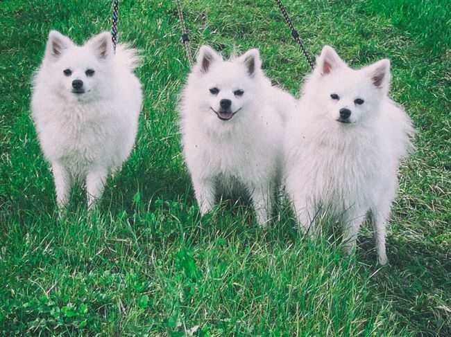 Характеристика собак породы вольпино итальяно с отзывами и фото
