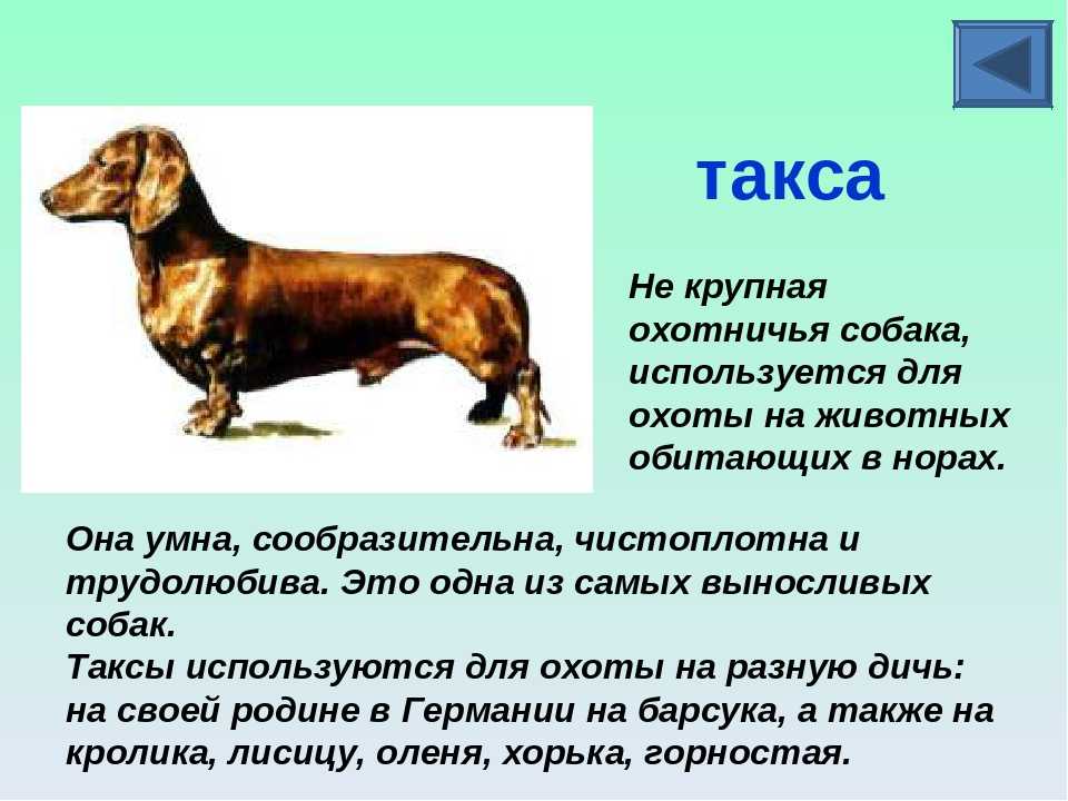 Такса — верный друг и просто красивая собака! узнайте полную историю происхождения и особенности характера пса в обзоре с фото и видео