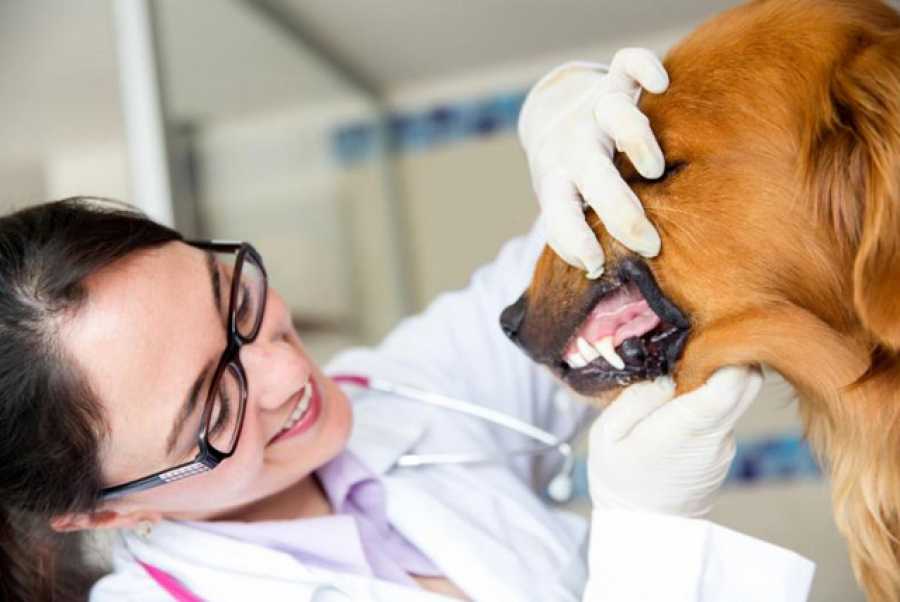 Чистка зубов собаке ультразвуком: без наркоза и под ним