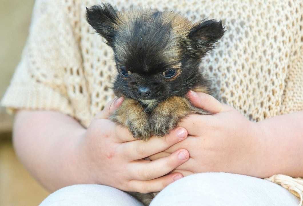 Топ 20 самых маленьких собак — мелкие породы
