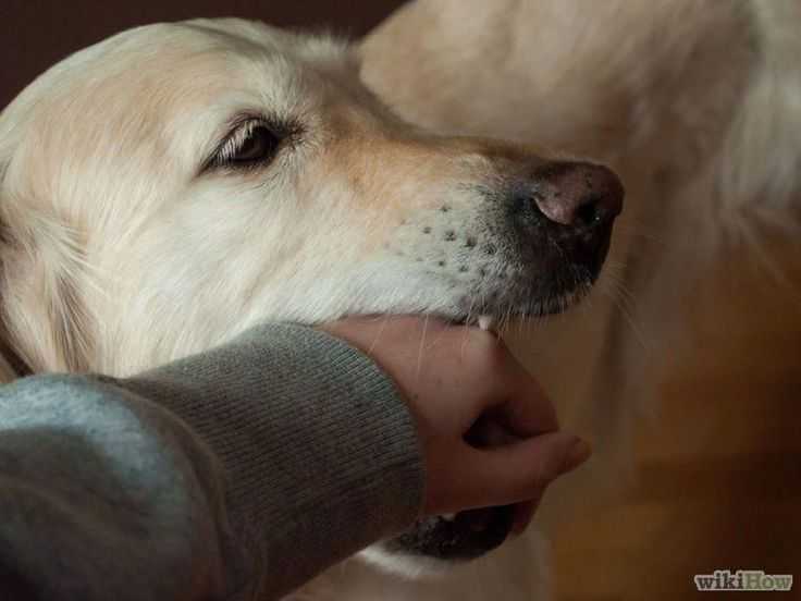 Отучаем щенка кусаться — простые советы от кинологов ⋆ собакапедия