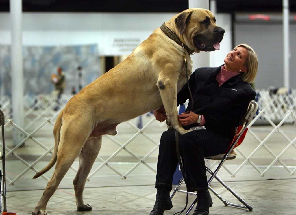 Самые высокие собаки в мире: топ-10