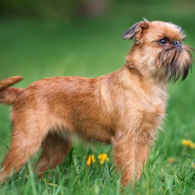 Брюссельский гриффон: все о собаке, фото, описание породы, характер, цена