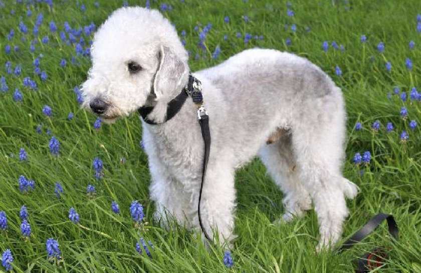 Бедлингтон-терьер: собака с необычной внешностью овечки