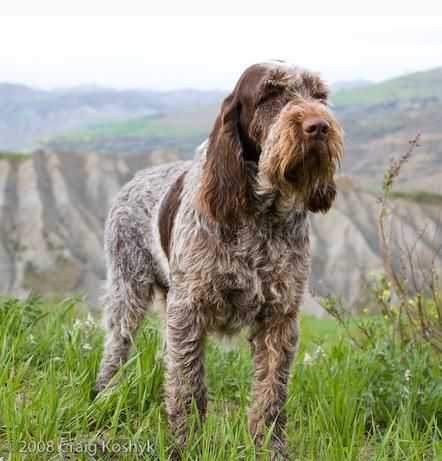 Порода собак гриффон — фото, описание, характер, особенности ухода, отзывы владельцев