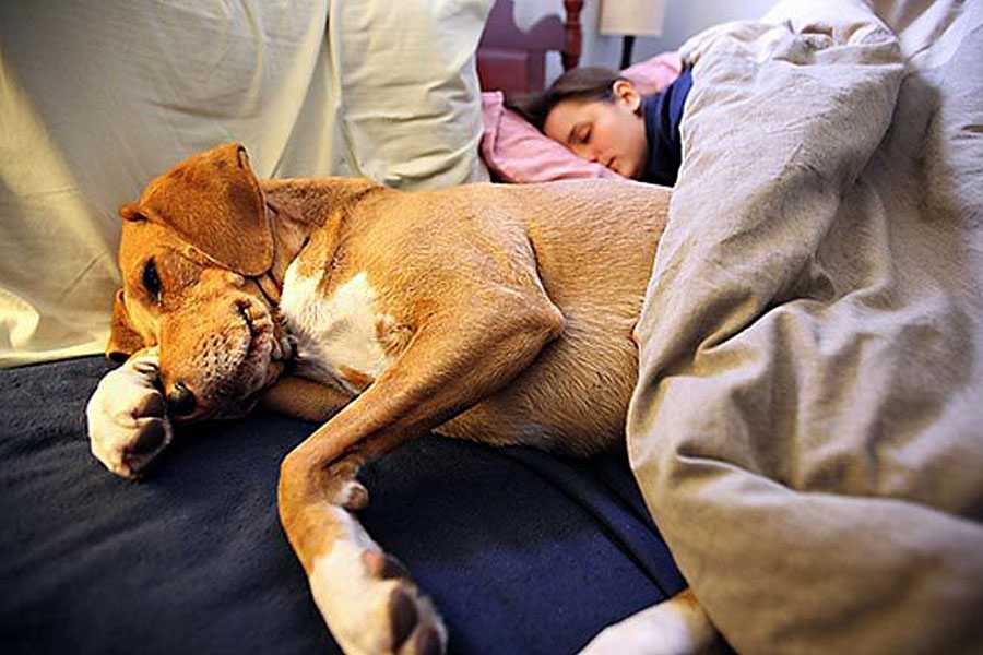 Сколько должна спать собака в сутки?