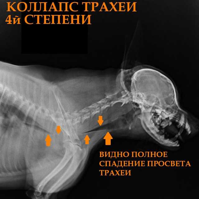 Диагностика и лечение эндокардиоза митрального клапана у собак – aldenvet.ua