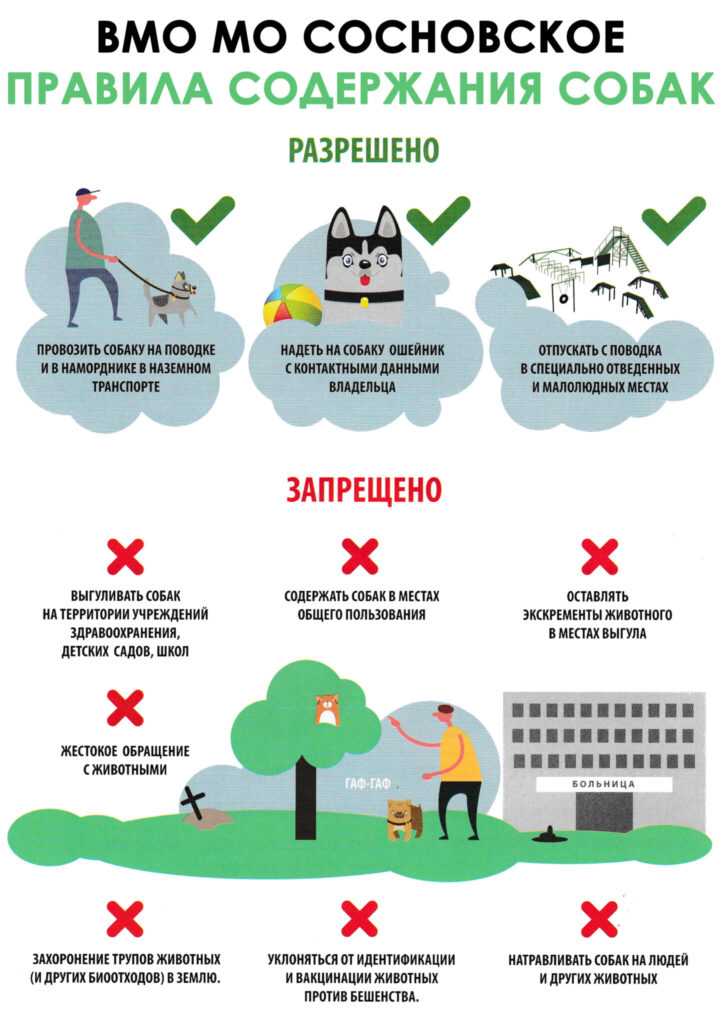 Правила выгула собак в 2021 году по закону о содержании животных | юридические советы