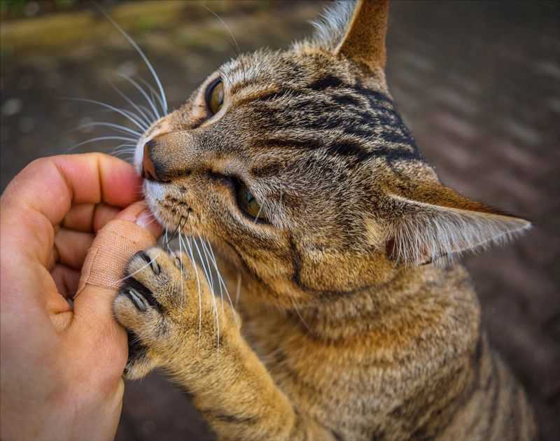Лучшие способы отучить котенка кусаться и царапать хозяев