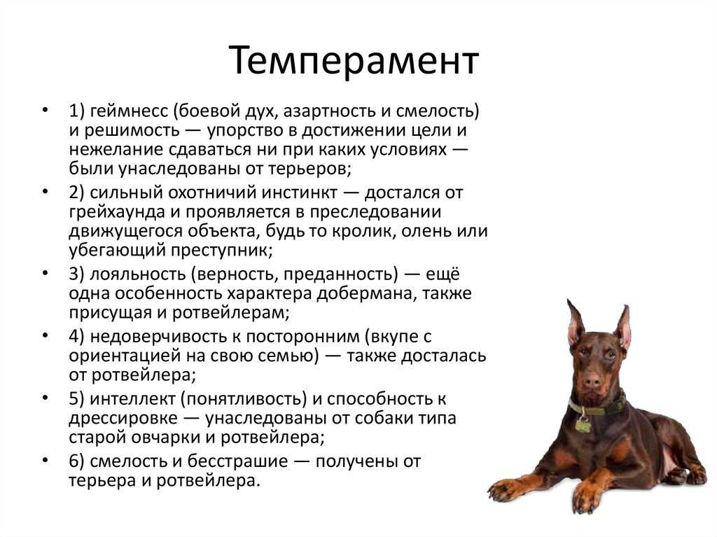 Описание породы собак английский сеттер: характер, уход, предназначение