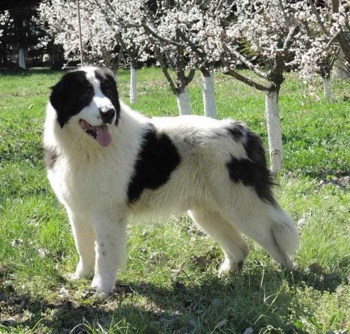 Восточноевропейская овчарка: все о собаке, фото, описание породы, характер, цена
