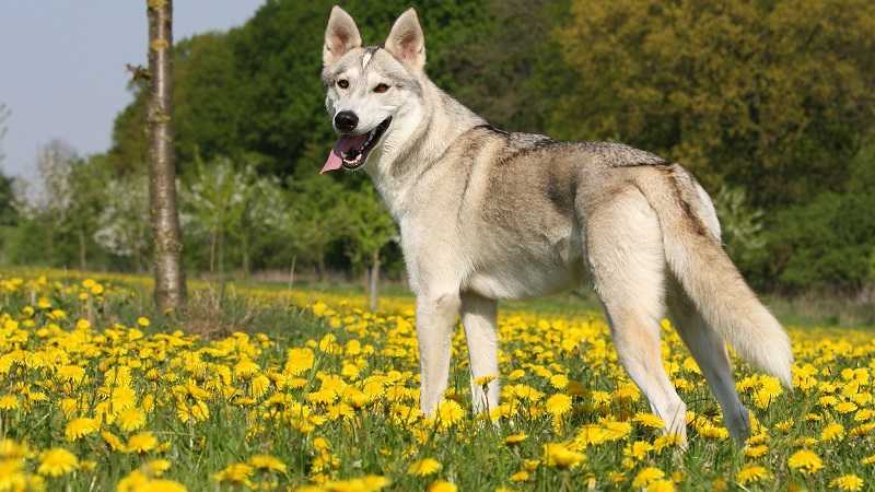 Греческая овчарка: описание породы собак с фото и видео