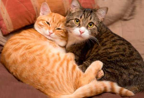 Две кошки в доме: мирись, мирись и больше не дерись