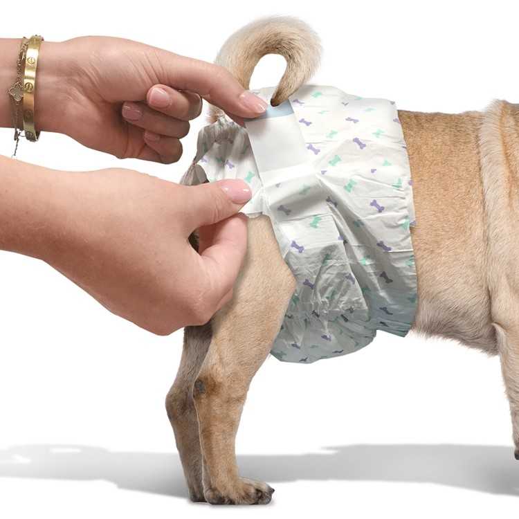Памперсы для собак: как выбрать, какие лучше и как подобрать размер, инструкция как одеть памперс