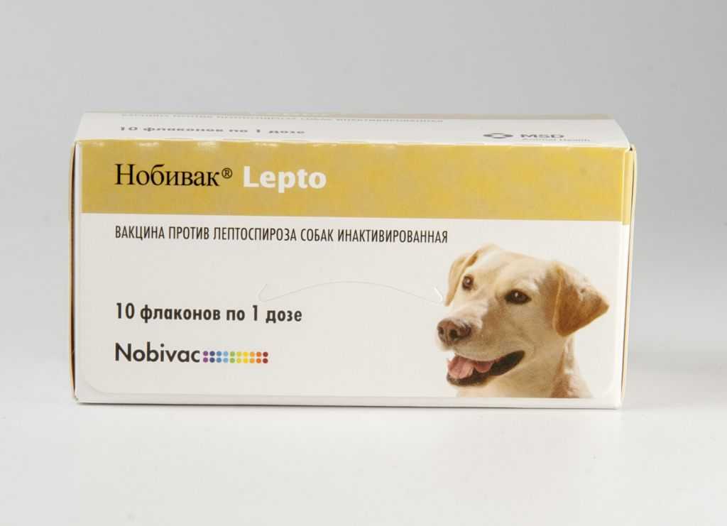Лептоспироз - желтуха, штутгартская болезнь (вайля-васильева) - описание и симптомы заболевания.