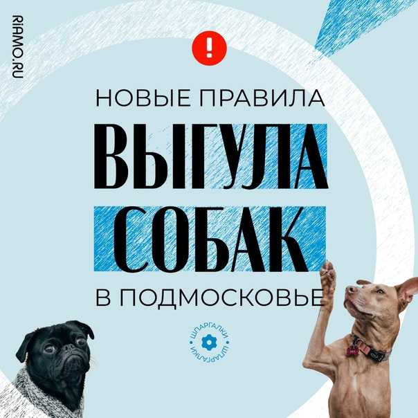 Закон о выгуле собак в 2019 году: правила и штрафы в россии