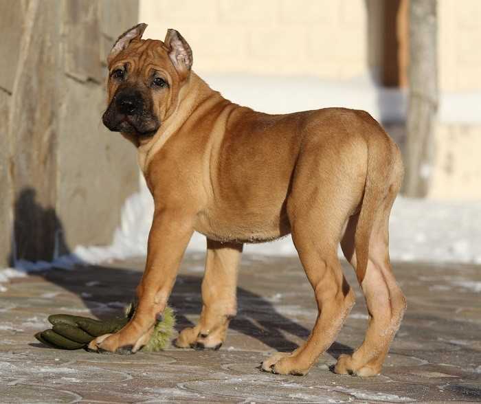 Собака канарский дог характеристика и описание породы * perro de presa canario