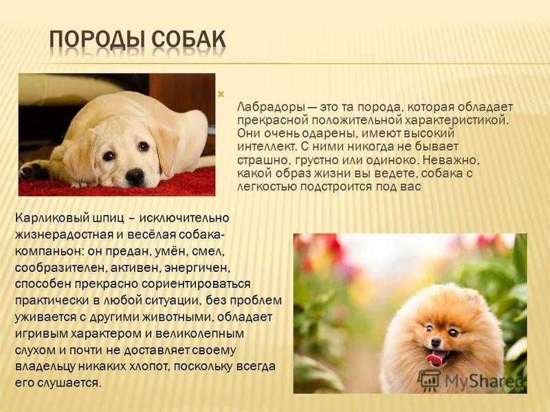 Украинская порода собак одис, молодая, но исключительно интересная