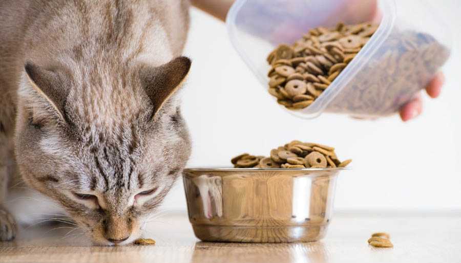 Можно ли кормить кошку собачьим кормом?