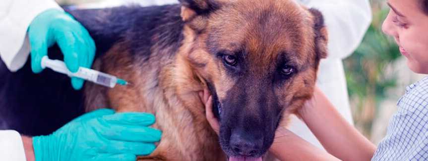 Микоплазмоз у собак: симптомы, лечение, фото и профилактика