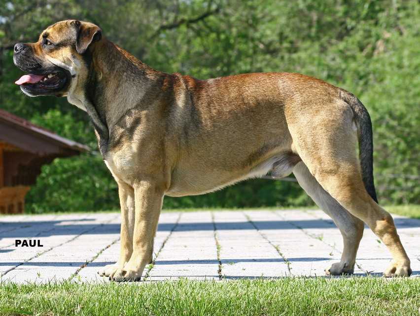 Ка де бо порода собак. описание, уход и цена породы ка де бо