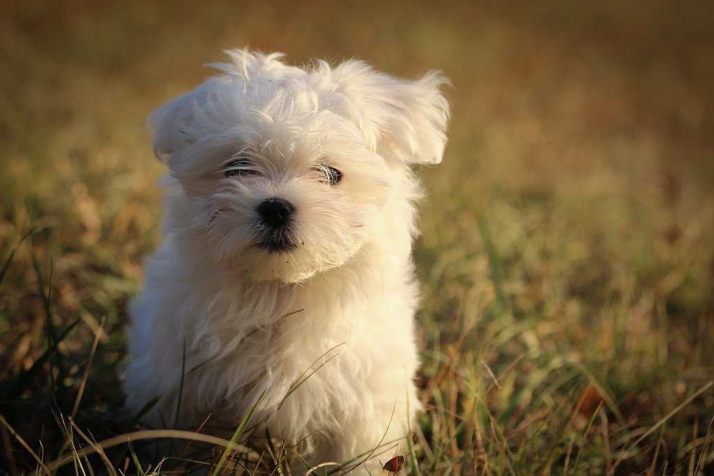 Мальтезе мини: мальтийская болонка микро, описание породы, цена, фото карликовой, взрослой собаки
