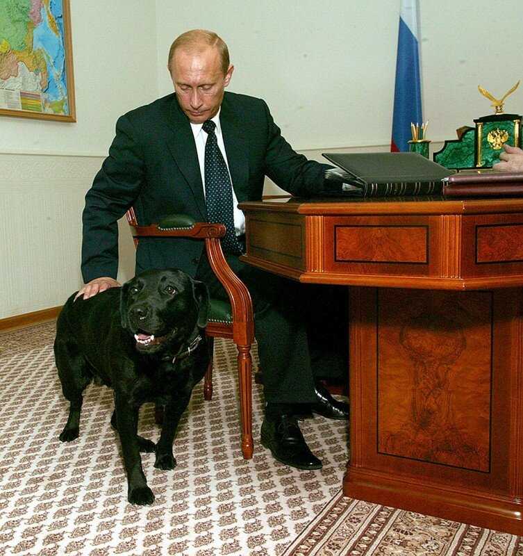 Акита-ину юмэ: фото и видео собаки президента россии путина владимира владимировича
