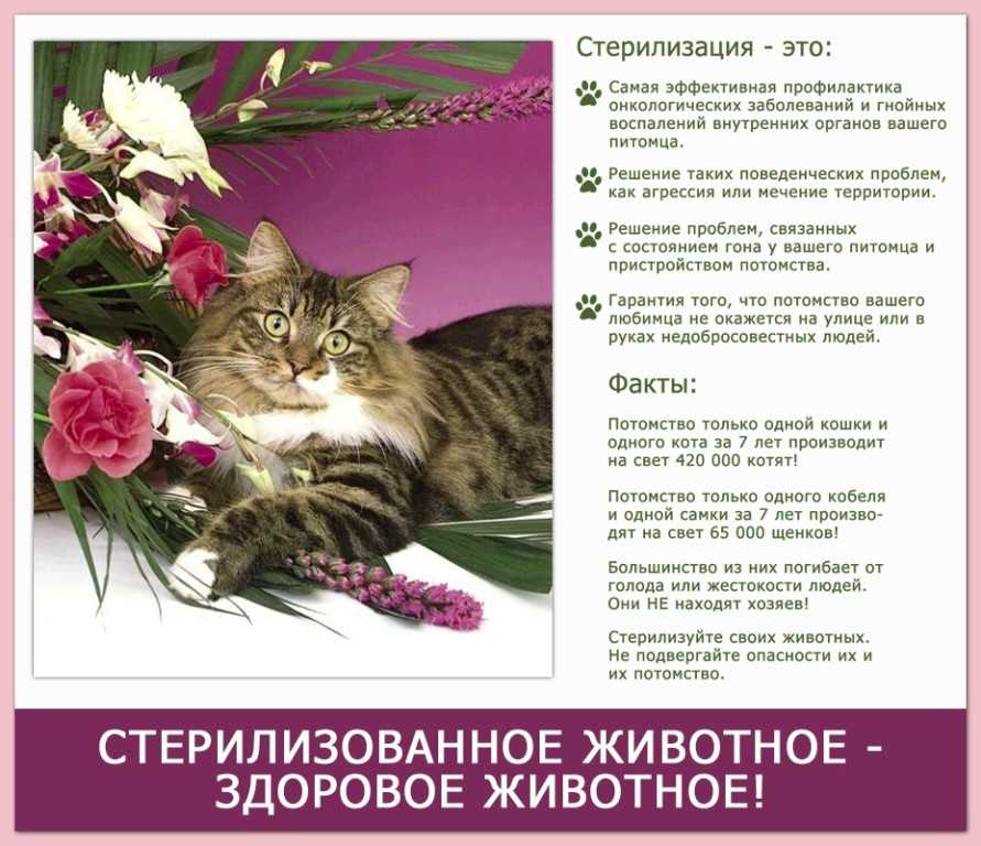 Плюсы и минусы стерилизации кошек. Плакаты о стерилизации животных. Важность стерилизации кошек. Важность стерилизации животных.