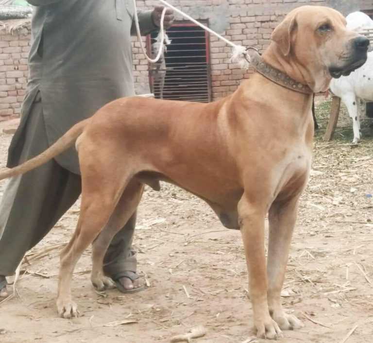 Описание породы собак пакистанский мастиф: характер, уход, предназначение