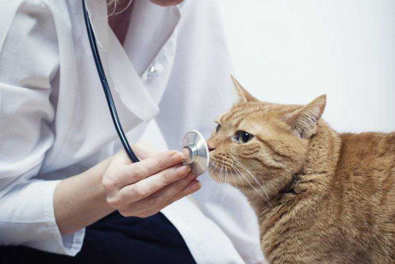 Подробный список болезней кошек с лечением - ветеринарная клиника в зеленограде "polivet"