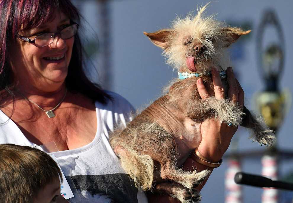 Самые страшные породы собак в мире - топ-11 с фото